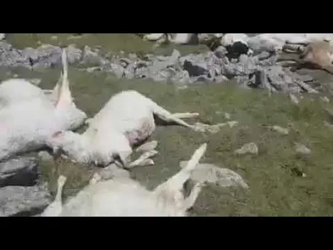 У Грузії блискавка вбила більше пів тисячі овець (відео)