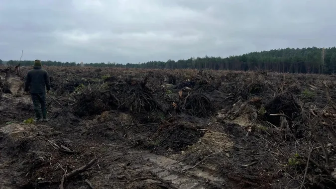 Замість лісу – самі пеньки: на Волині зрізали понад 6 тисяч дерев (фото)