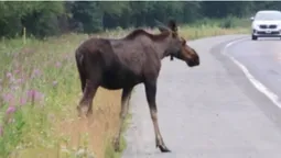 На ковельській трасі збили двох лосів: одна тварина загинула (фото)