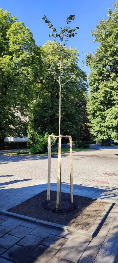 Парки, сквери, вулиці: у Луцькій громаді восени висадили 254 дерева та 285 кущів (фото)