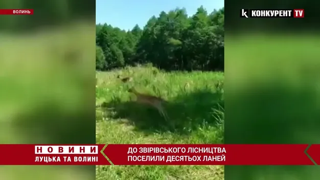 У Звірівському лісництві оселилися десять ланей (відео)