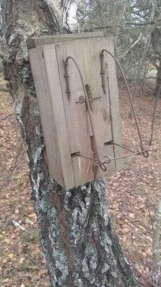 У нацпарку на Волині знайшли браконьєрські пастки на куницю (фото)