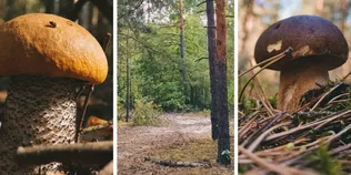 Красноголовці, білі, парасольки: попри суху погоду, у лісі на Волині збирають гриби (фото)