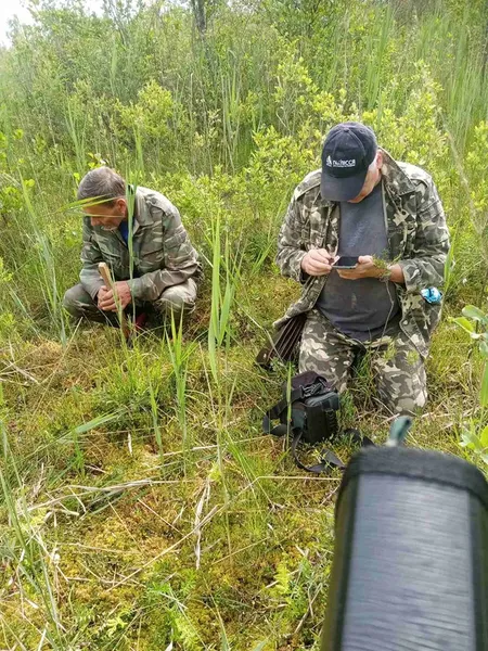 У Шацькому нацпарку росте унікальна Пухівочка альпійська (фото)