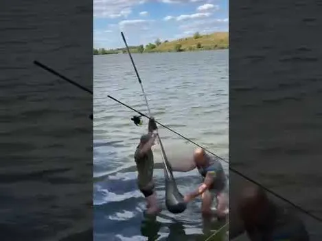 «Йомайо, це акула просто!»: на Рівненщині впіймали гігантського амура (фото, відео)