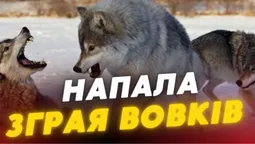 У Луцькому районі вовки загризли шістьох собак: тіла тварин віддали на експертизу (відео)