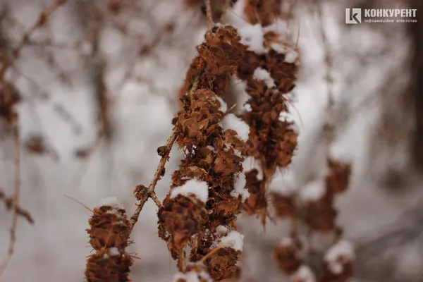 Як під Луцьком ростуть новорічні ялинки (фото, відео)