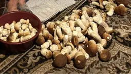 «У неї свої місця»: волинянка приносить з лісу по кілька відер білих за раз (фото)