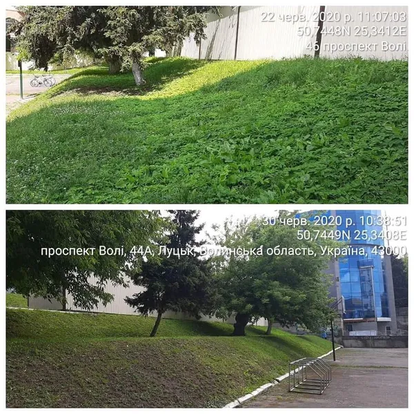 Не вище 15 сантиметрів: лучан змусили скосити траву (фото)