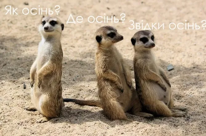 Дякую, кеп: волинські синоптики підтвердили, що прийшла справжня осінь