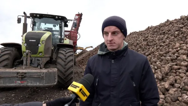 Погода сприяла: на Волині завершили збір цукрових буряків (відео)