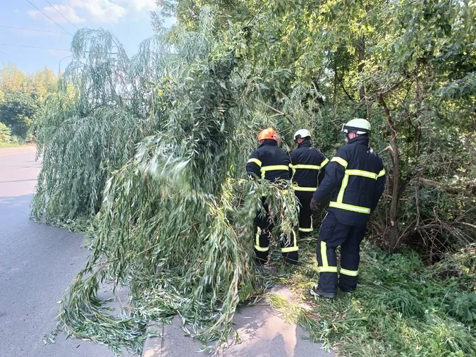 У Луцьку дерево впало на проїжджу частину (фото)