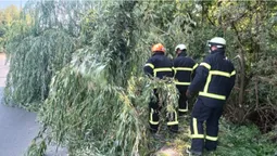 У Луцьку дерево впало на проїжджу частину (фото)