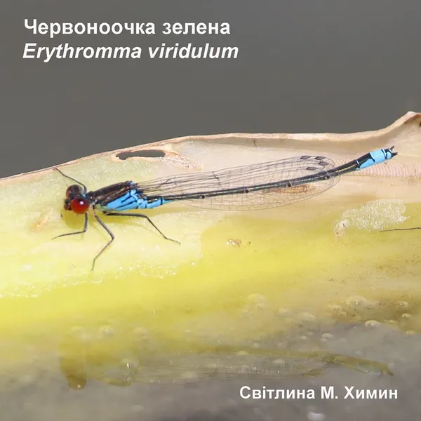 На Волині вперше побачили неймовірної краси рідкісних бабок (фото)