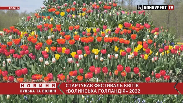 На Волині розпочався фестиваль квітів «Волинська Голландія» (відео)