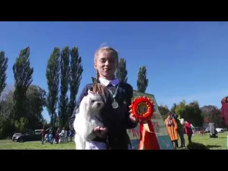 У Луцьку відбулася виставка собак (відео)