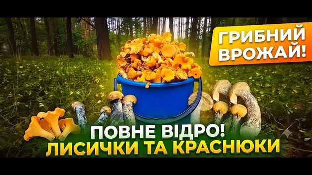 Білі, лисички та рижики: у лісах на Волині збирають повні відра грибів (фото, відео)