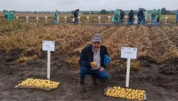 На Волині картопля «вироджується»: хто береться рятувати ситуацію (фото)