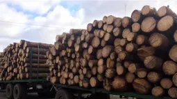 На Волині патрульні зупинили трактор із сумнівною деревиною (фото)