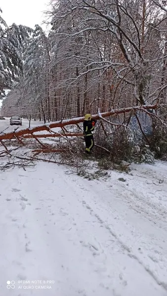 Повалені дерева, автобуси у кучугурах: вночі на Волині вирувала негода (фото)