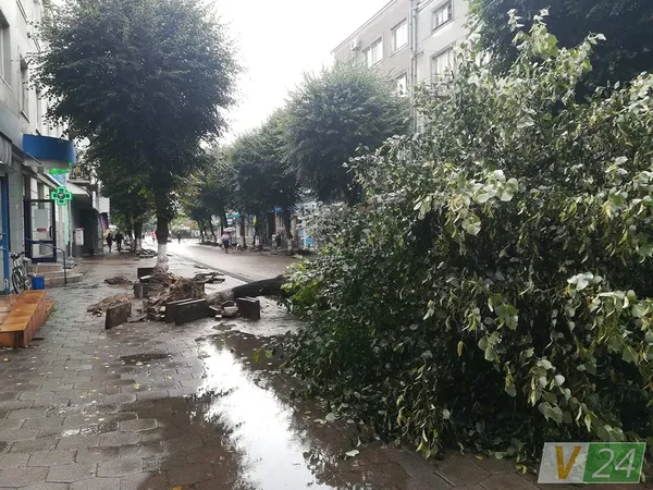Під час зливи у центрі Луцька завалилося дерево (фото)
