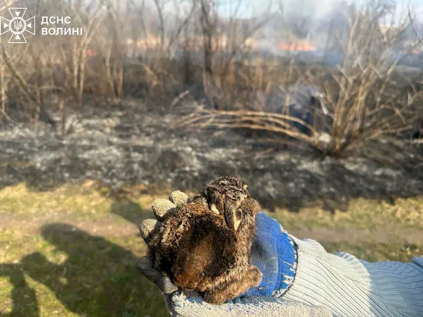 На Волині рятувальники витягли з вогню двох зайченят (фото)