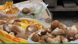 На луцькому ринку – грибний ажіотаж: ціни до 300 гривень за відерко (відео)