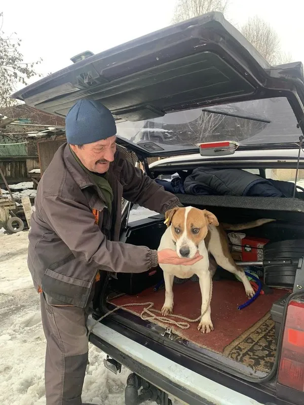 За рік луцька «Ласка» прилаштувала в родини 110 котів та собак (фото)