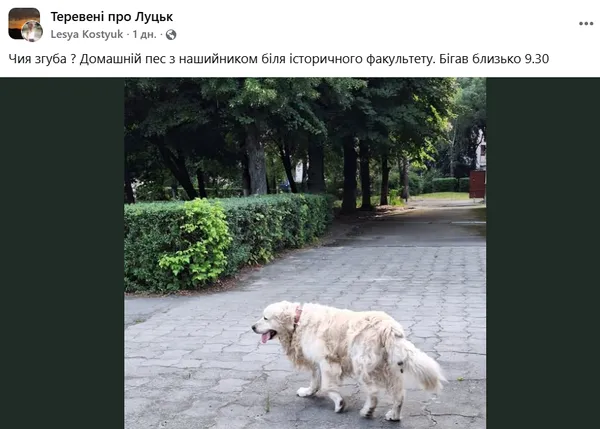 У Луцьку після ворожої атаки масово зникли собаки: що відбувається (фото)