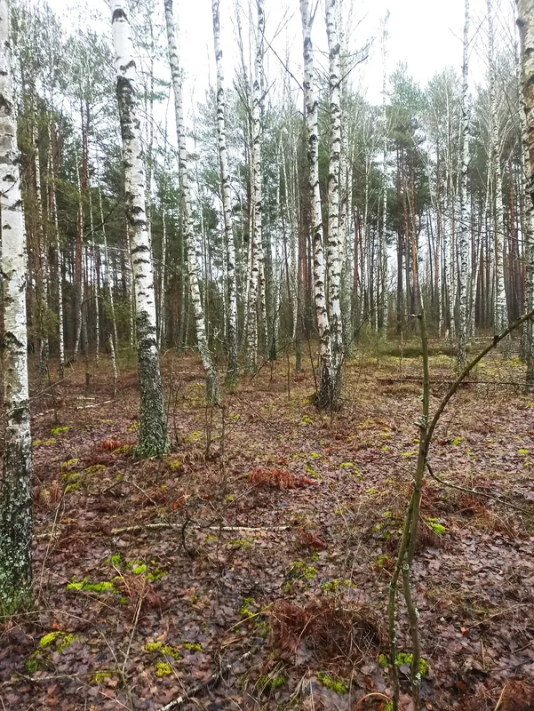 Грибна аномалія: на Волині у грудні знайшли купу лисичок (фото)