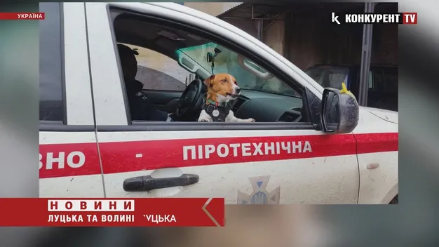 Популярний пес Патрон отримав передачу від луцьких волонтерів (фото, відео)