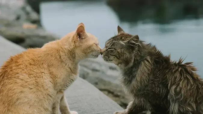 Чому коти дуже смачно пахнуть