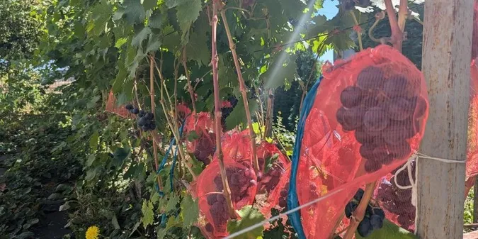 У Луцькому районі подружжя вирощує 30 сортів винограду та 100 сортів хризантем (фото, відео)