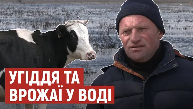 На підтоплених угіддях у Любешівській громаді оселилися лебеді і чаплі (фото)
