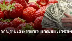 2 000 за день: як та скільки заробляють на полуниці у волинському селі Хорохорин (відео)