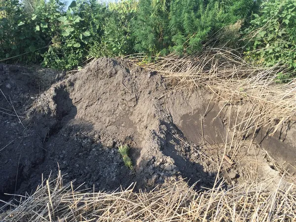 Досліджували сморід на відстійниках, а знайшли поле з коноплею (фото, відео)