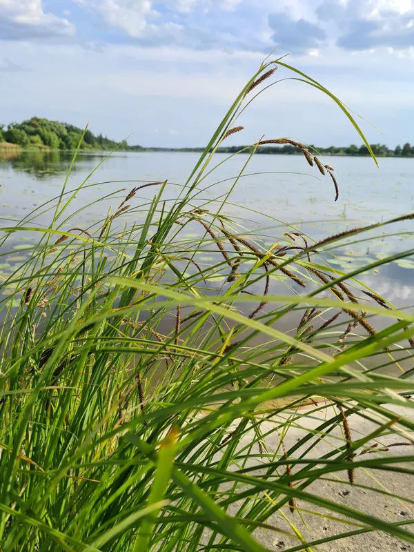 Неймовірна краса волинської річки (фото)