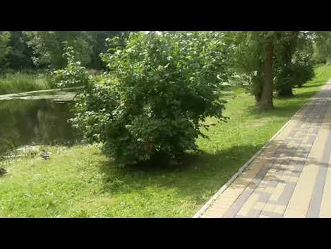 Центральний парк Луцька заполонили качечки (фото, відео)