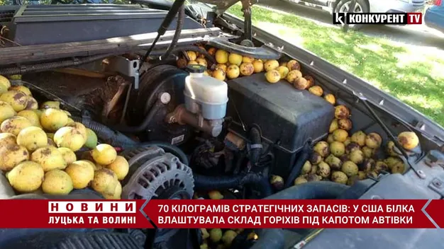Запаси на зиму: у США білка заховала під капотом автівки 70 кілограмів горіхів (відео)