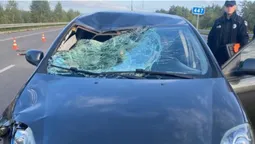 Під Ковелем Fiat збив 60-річного велосипедиста (фото)