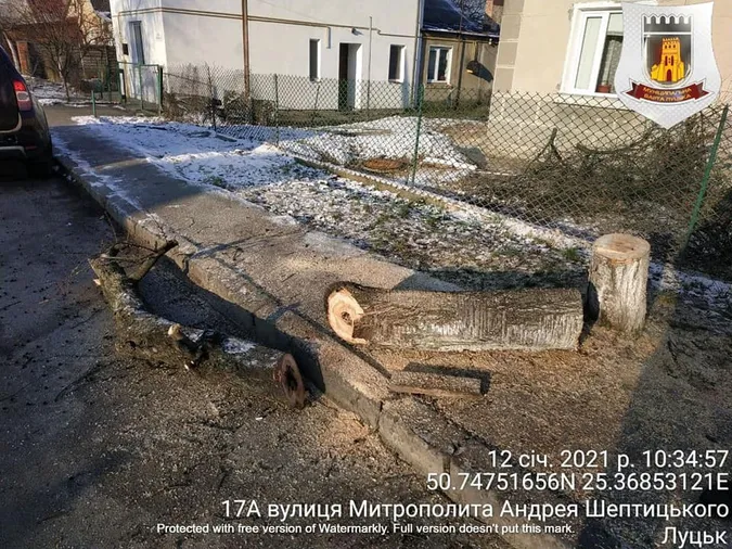 У Луцьку без дозволу зрізали дерево (фотофакт)