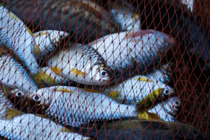 Судитимуть волинянина, який сітками ловив рибу у водосховищі