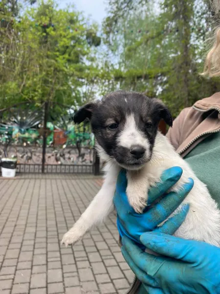Під Луцький зоопарк підкинули цуценят: чоловіка зафіксували камери (фото, відео)