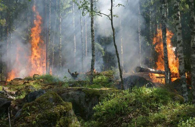 Через падіння БпЛА на Волині та Рівненщині сталися лісові пожежі