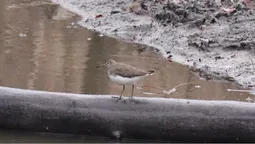 Природна аномалія: що сталося у нацпарку на Волині (фото)