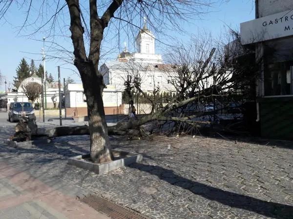 У центрі Луцька на магазин впало дерево (ФОТО)