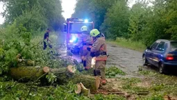 Вирувала негода: на Волині дерево впало на проїжджу частину (фото)