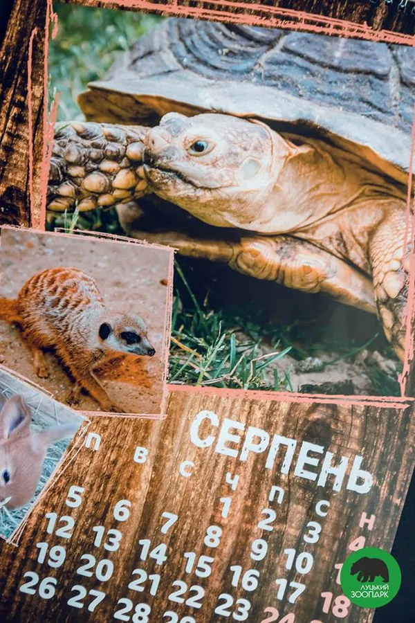 «Луцький зоопарк» видав «мімішний» календар на 2019 рік (фото)