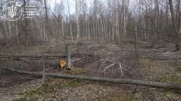 Скандал на Волині: у нацпарку незаконно зрубали 362 дерева (фото)