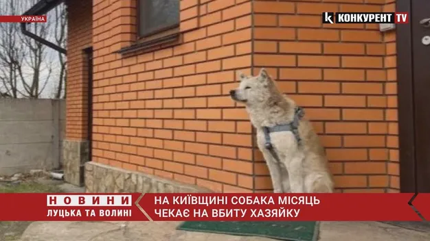Макарівський Хатіко. Вже місяць вірний собака чекає на хазяйку, яку жорстоко вбили кадирівці (відео)